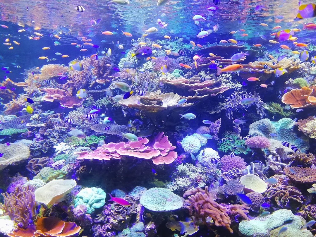 Warm-up: Ocean Sound Quiz + Exploration