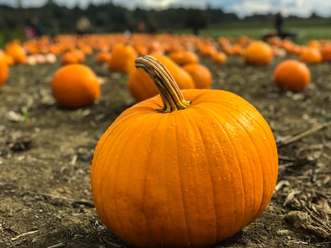 **2. Pumpkin**