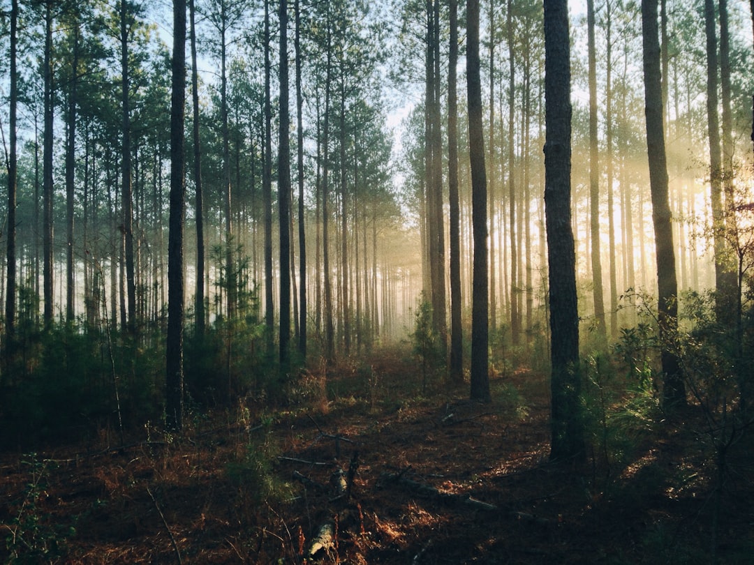 **5. Forest**