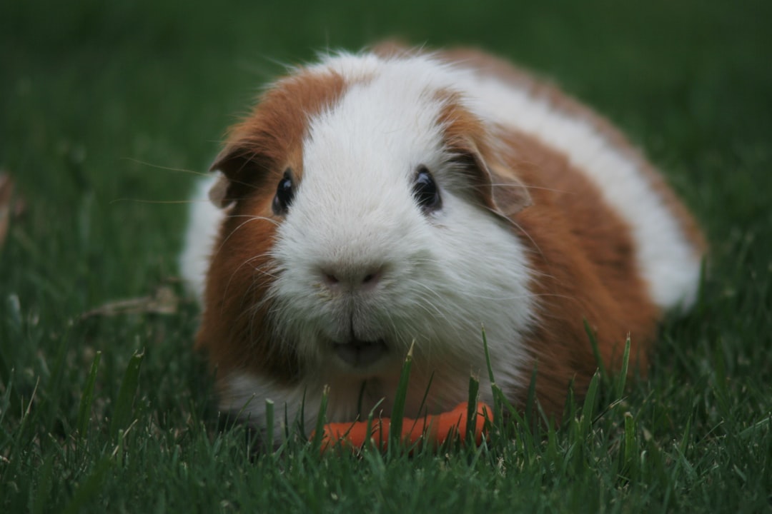 Guinea pig