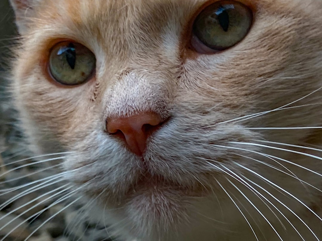 Whiskers