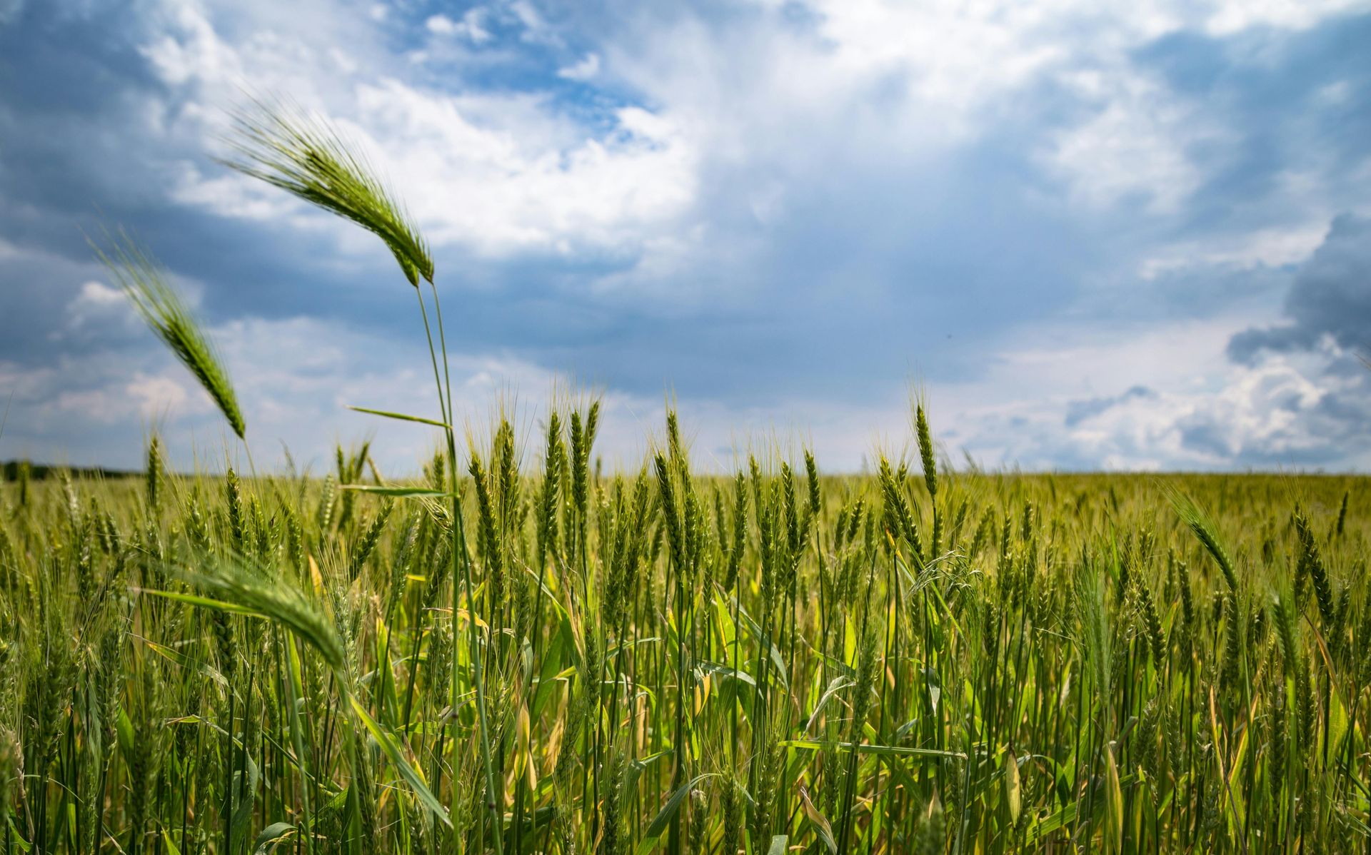 Crops
