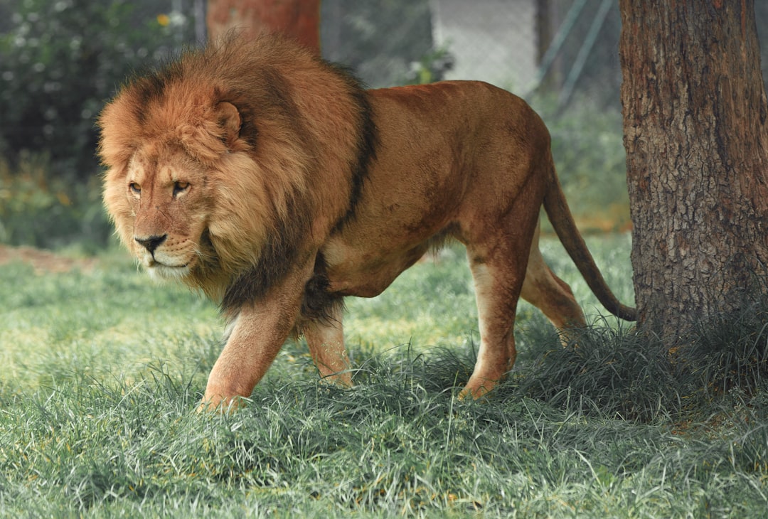 Which countries do you think these animals are from?