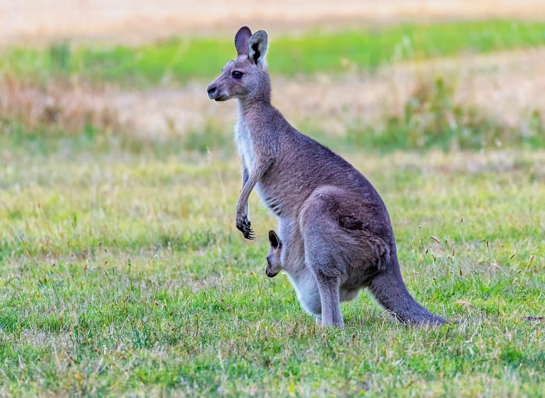 Which countries do you think these animals are from?