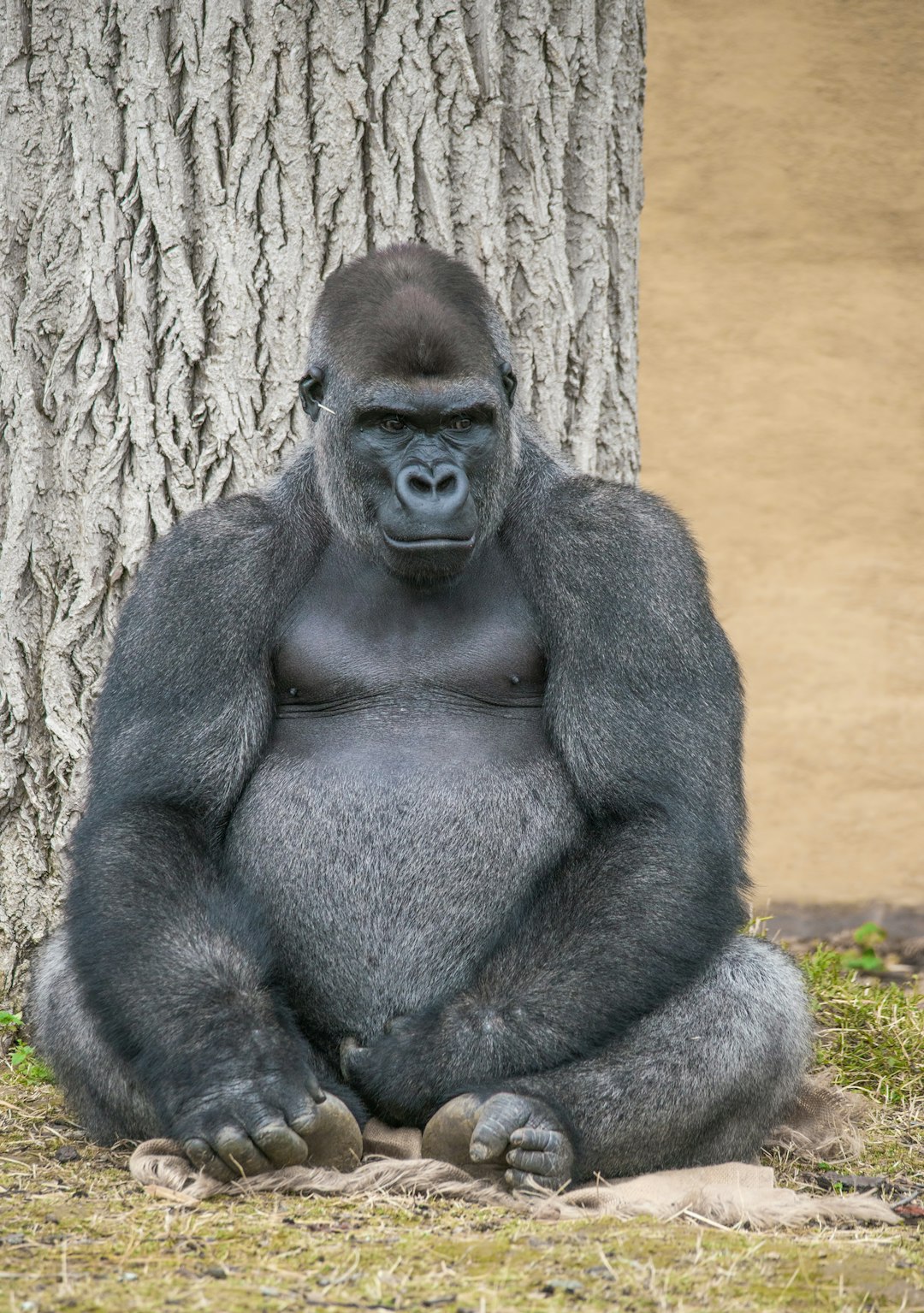 Which countries do you think these animals are from?