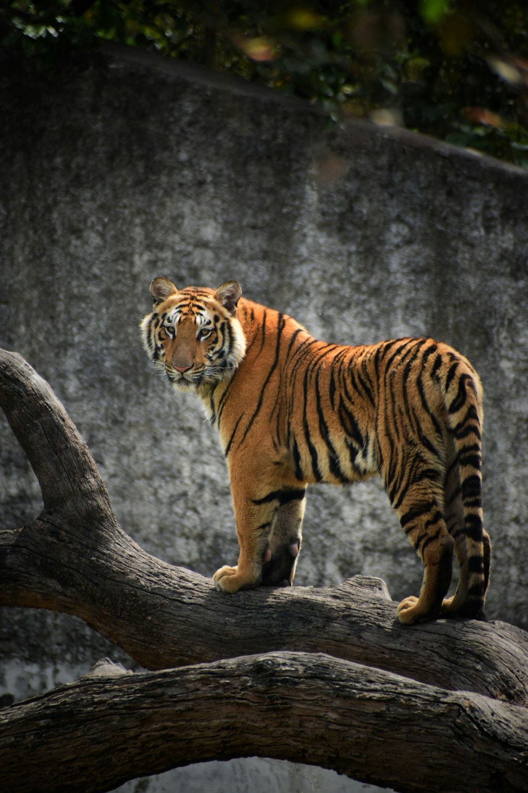 Which countries do you think these animals are from?