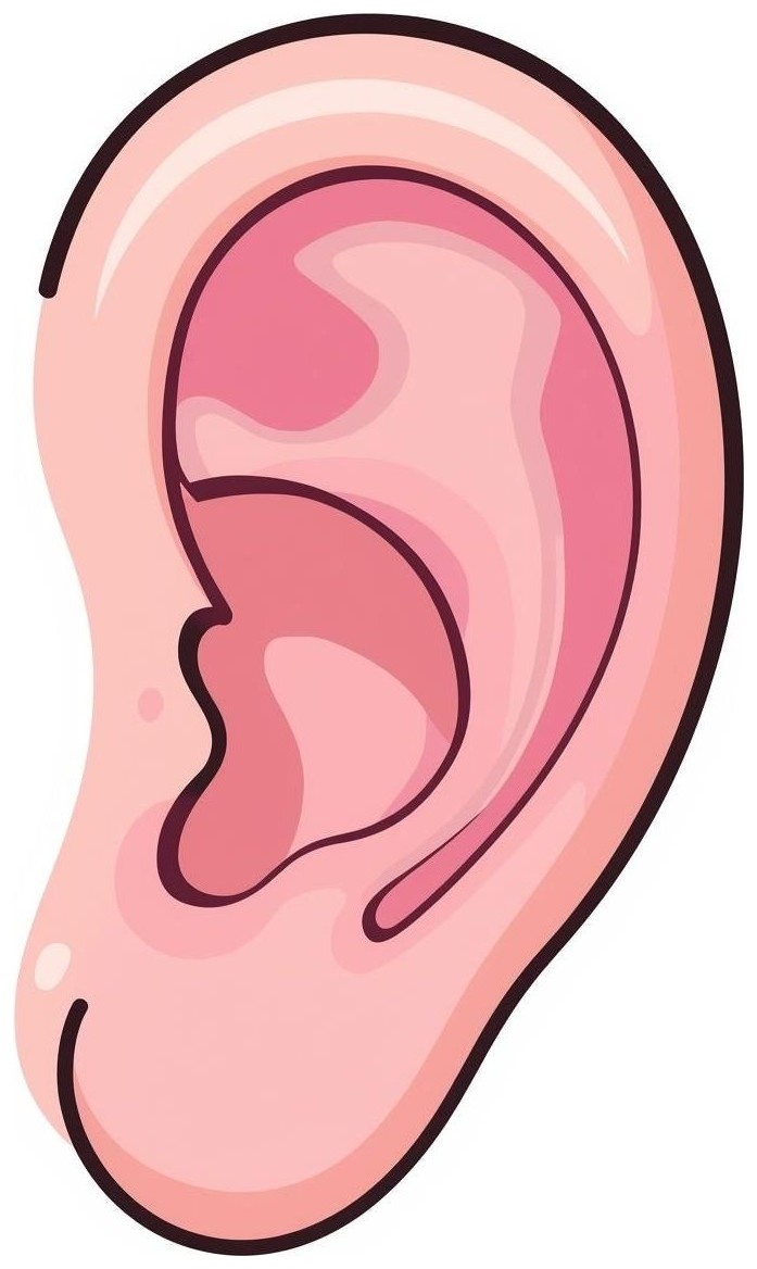 Ear