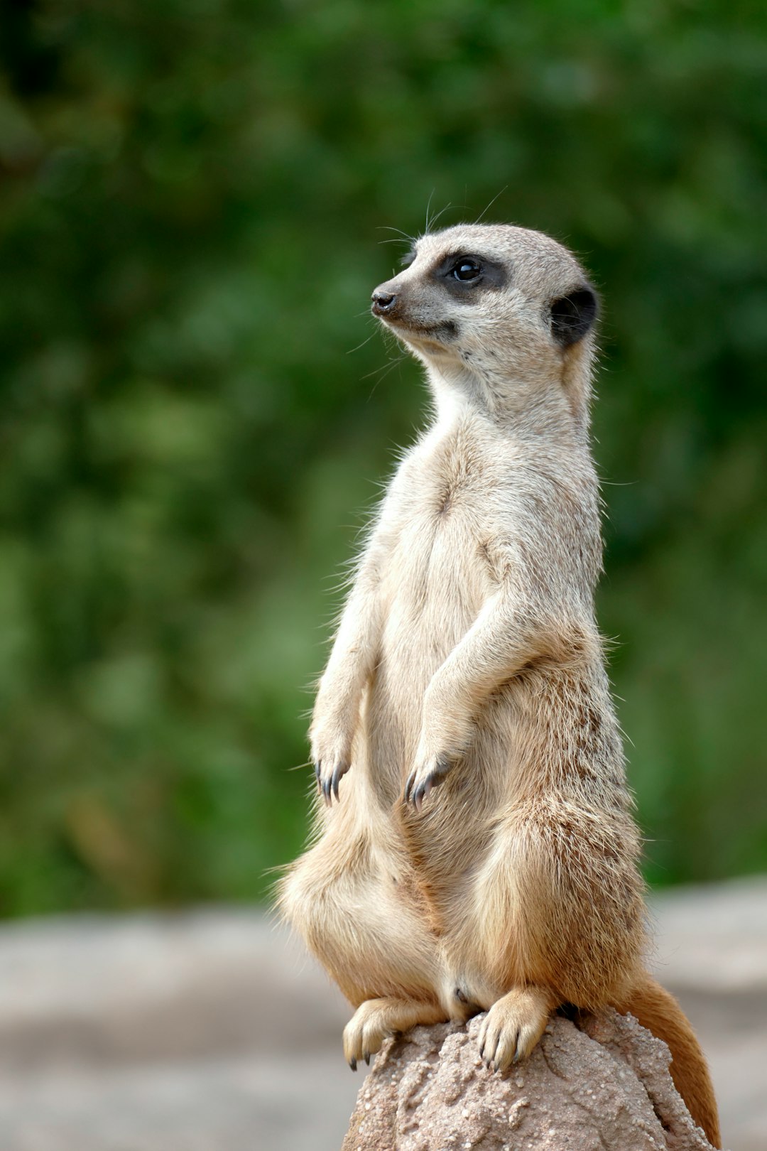Zoo Vocabulary