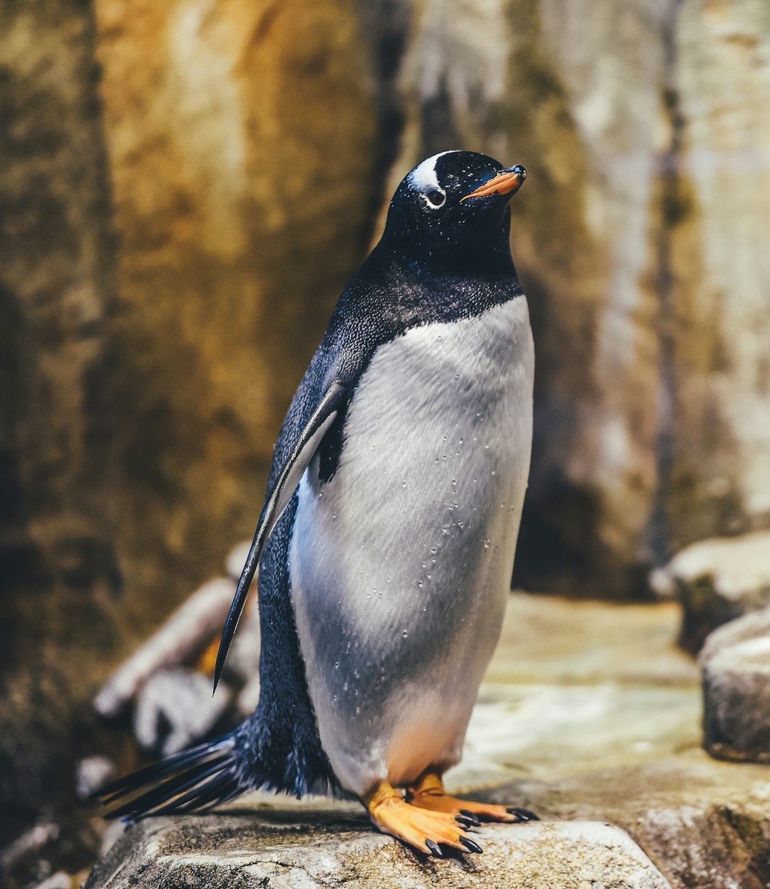 Zoo Vocabulary