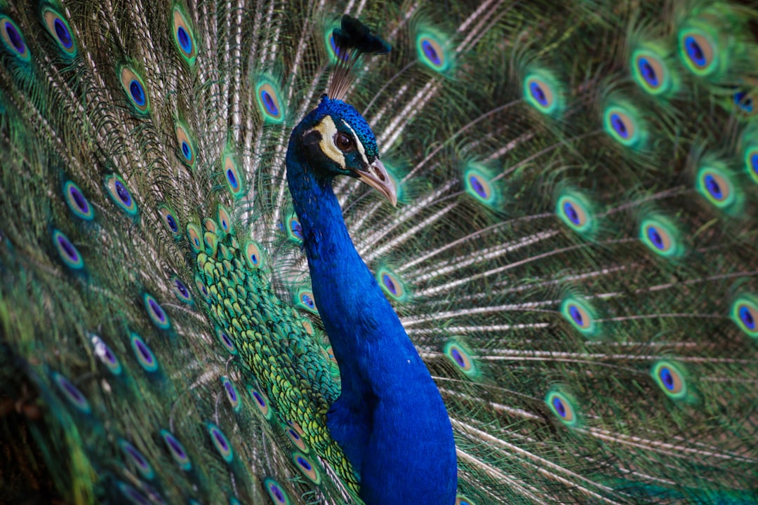 Peacock