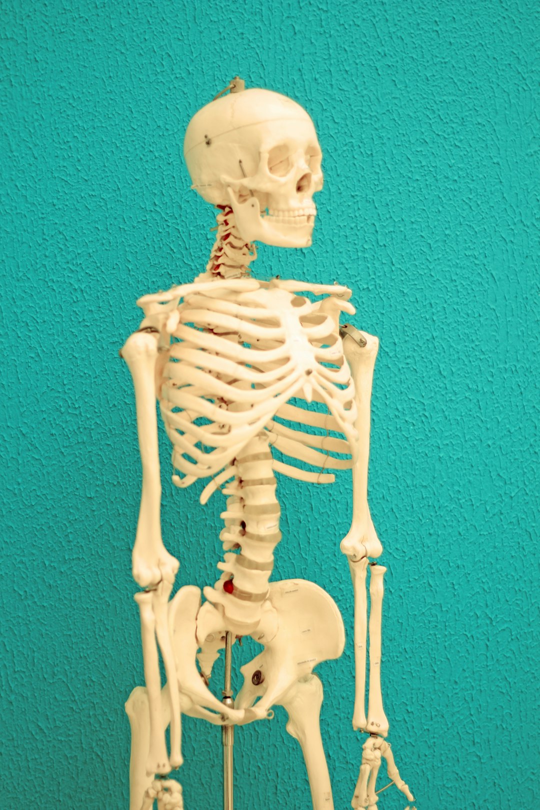 Bones