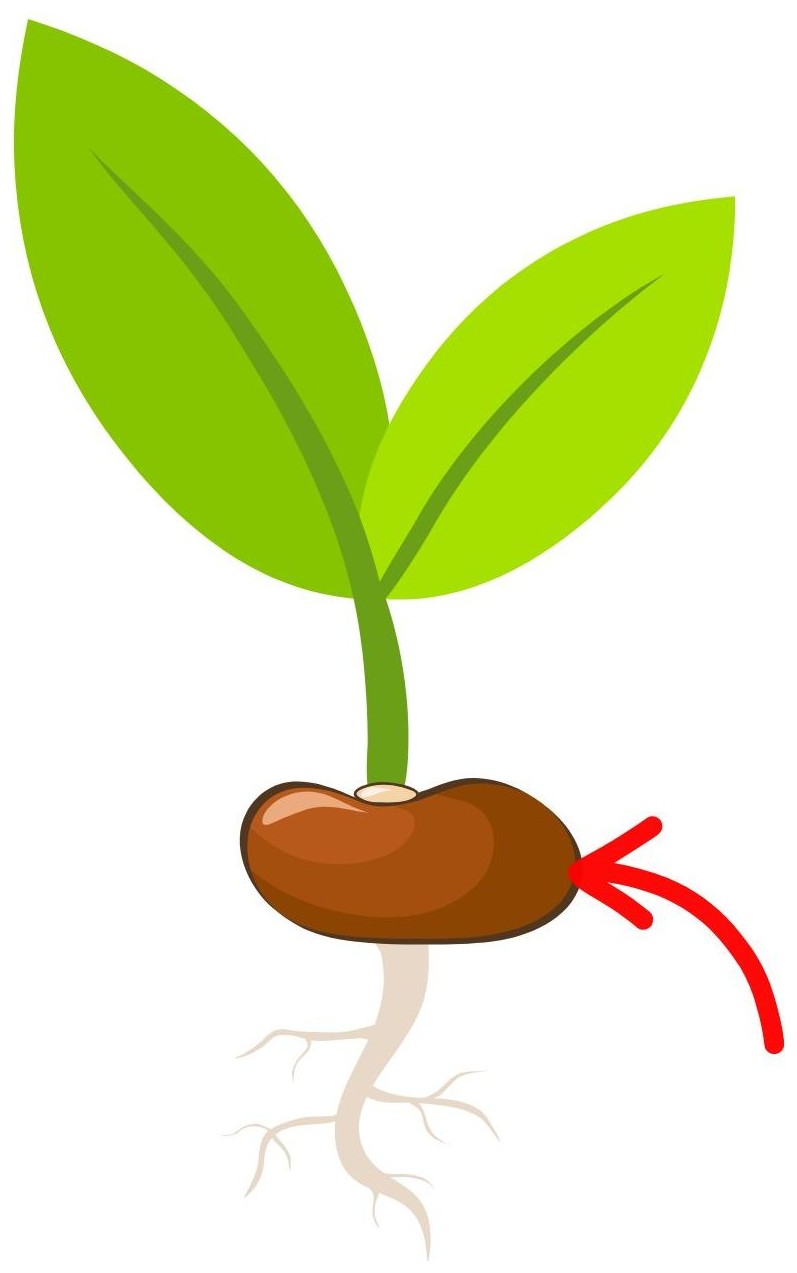 Seed