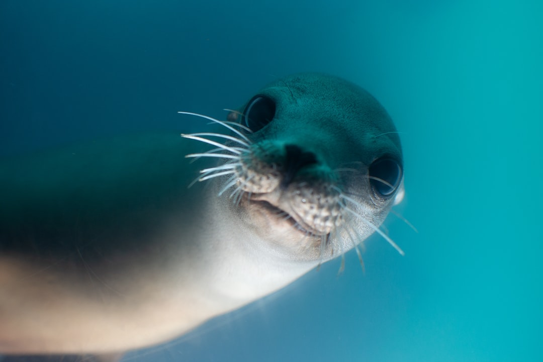 Sea Lion