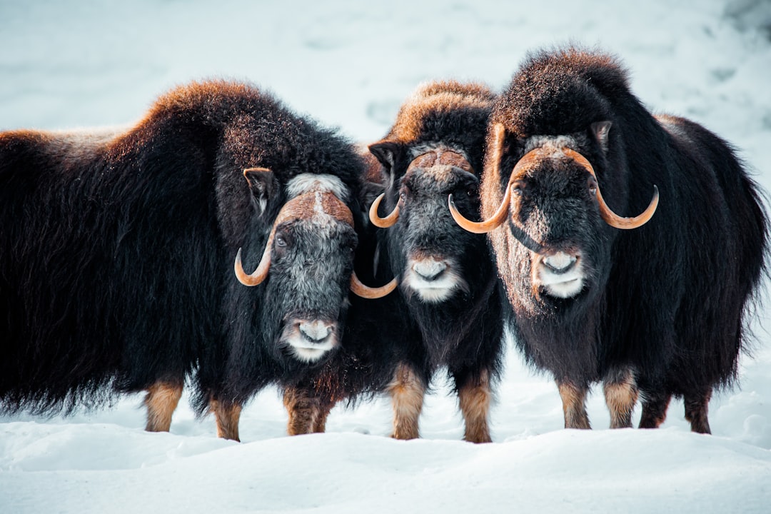 Musk Ox