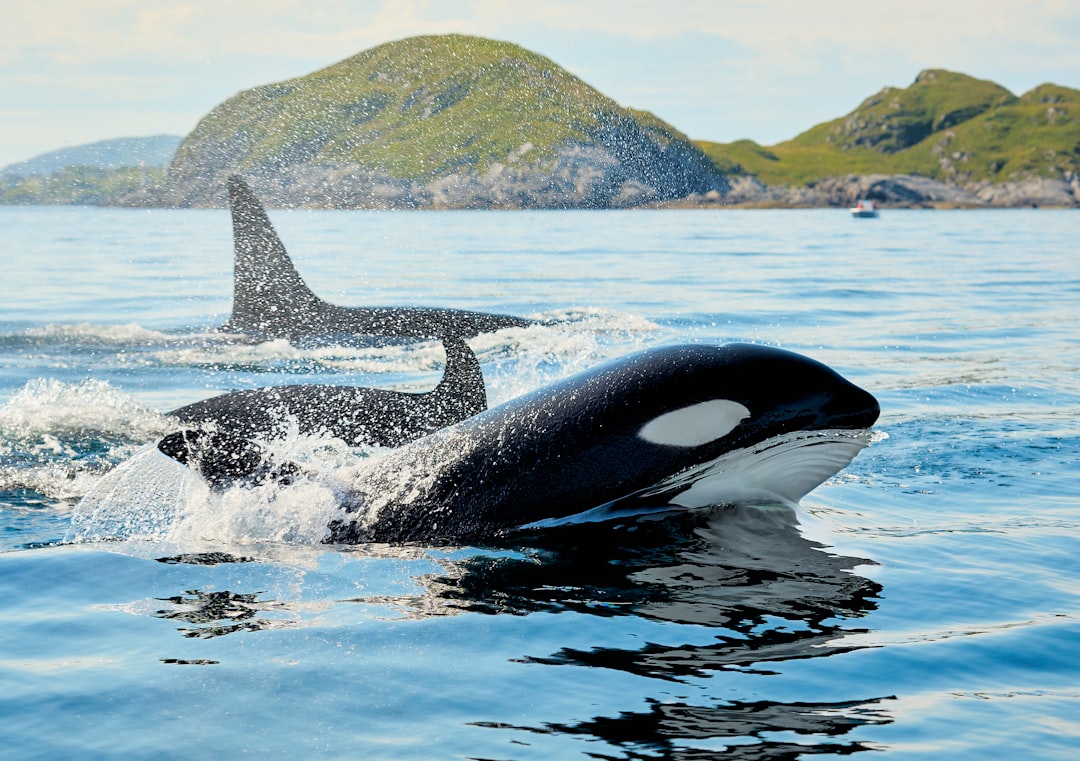 Orca