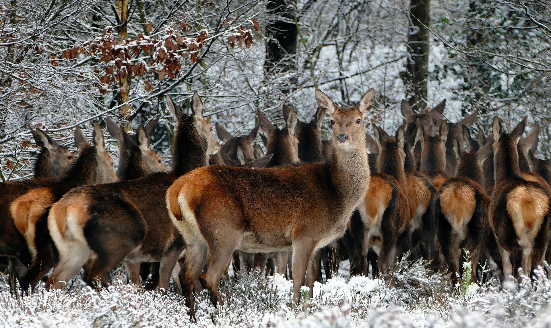 Roe Deer