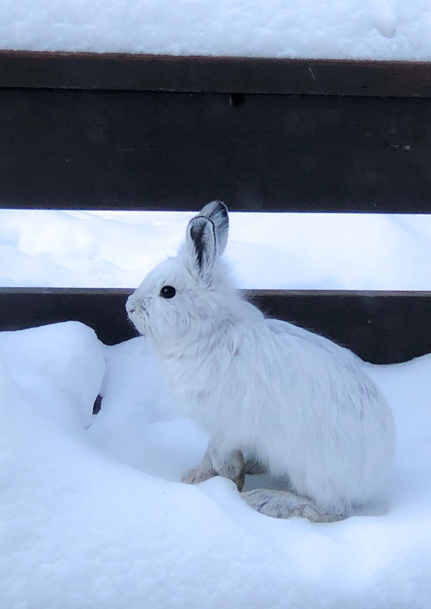 Arctic hare