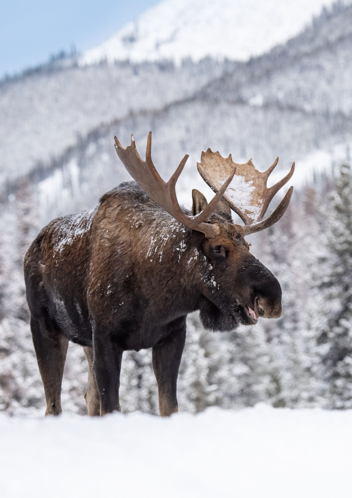 Moose
