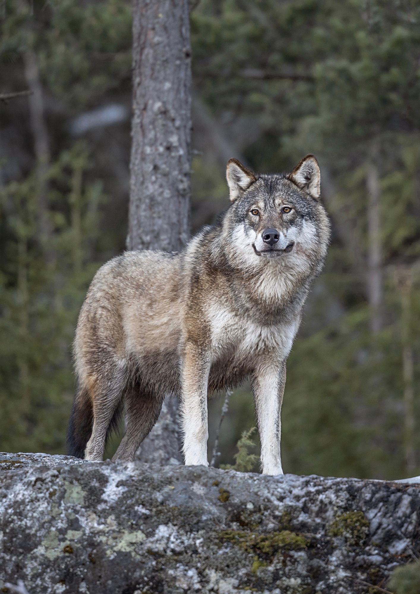 Wolf