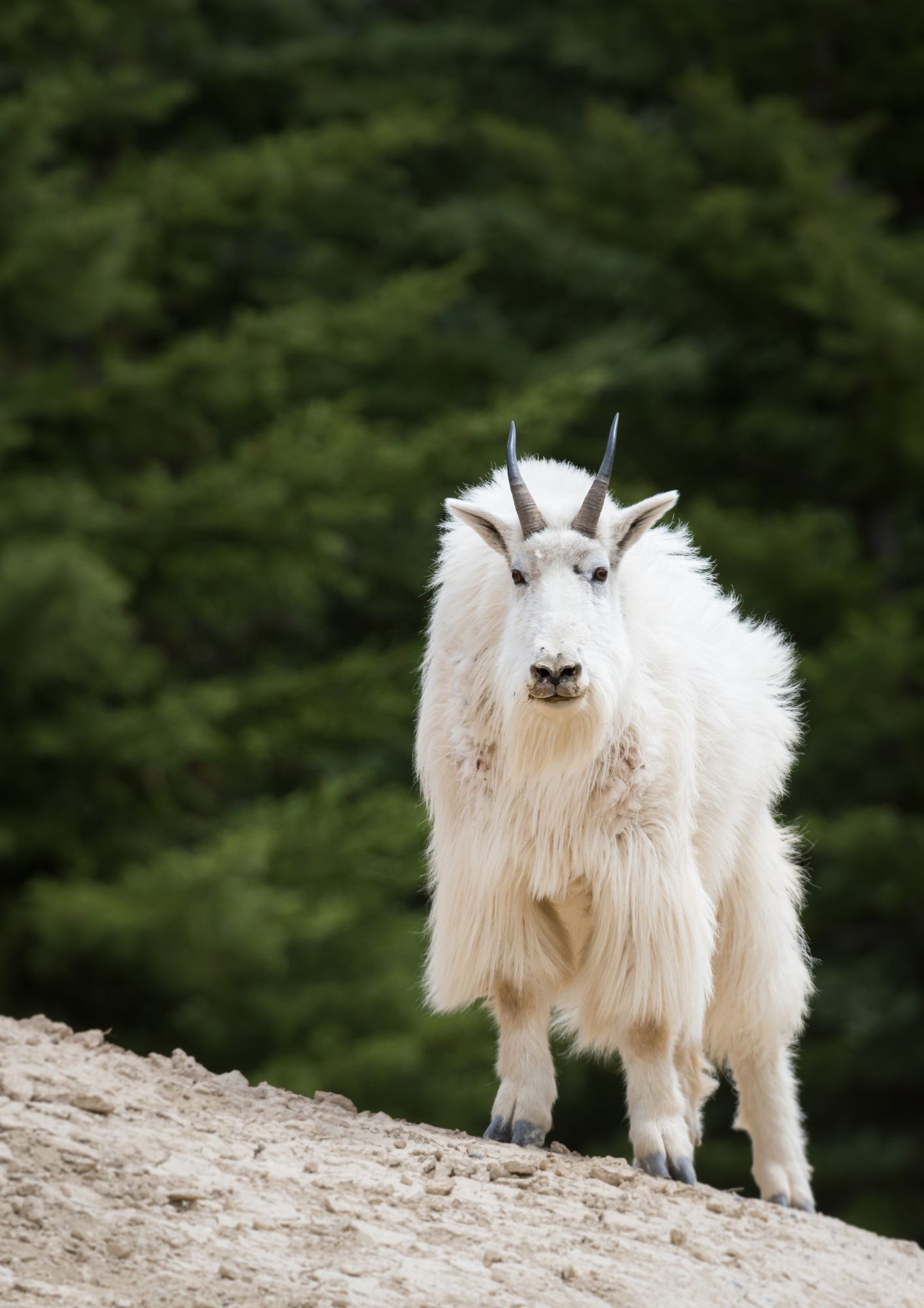Mountain goat
