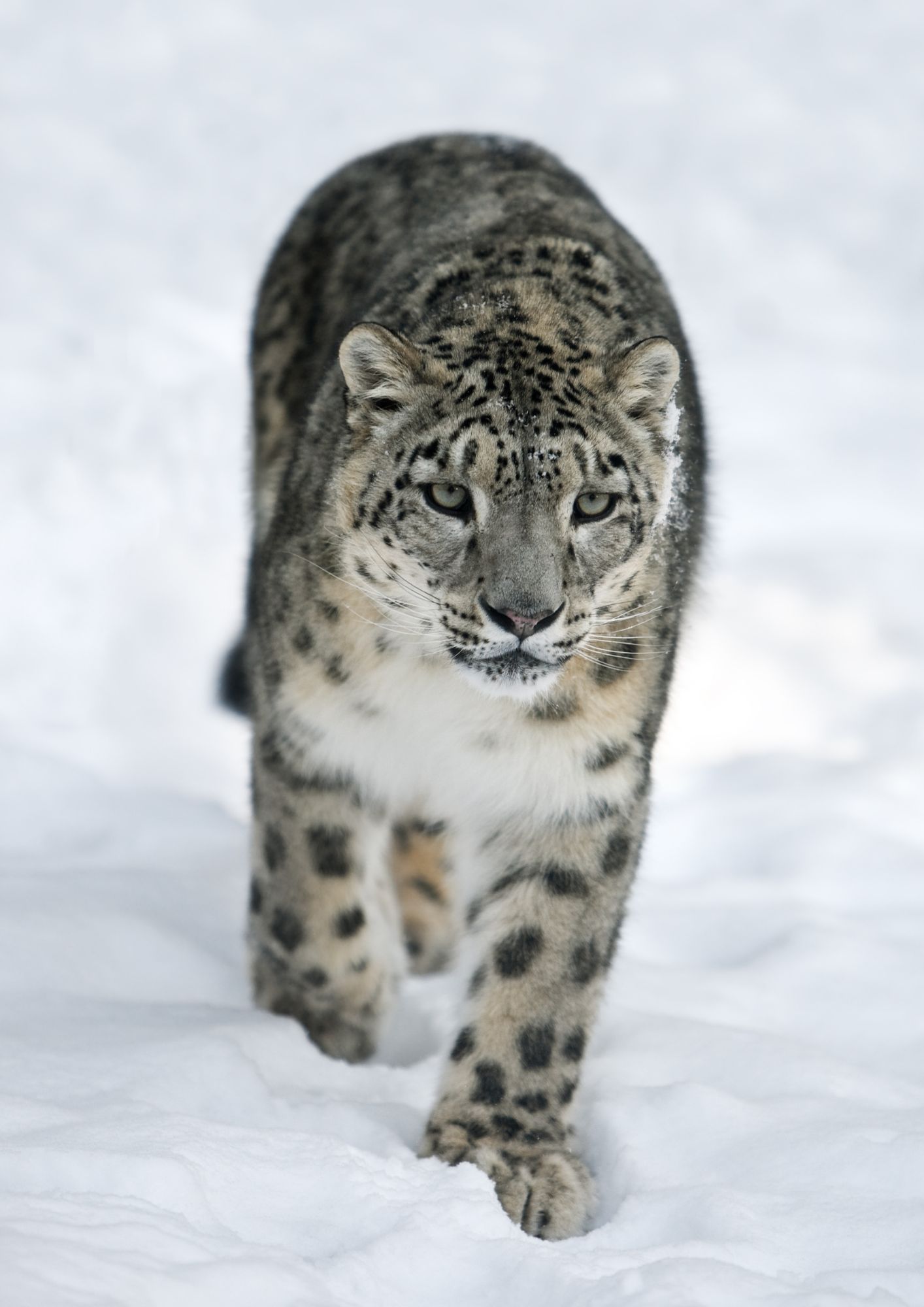 Snow leopard
