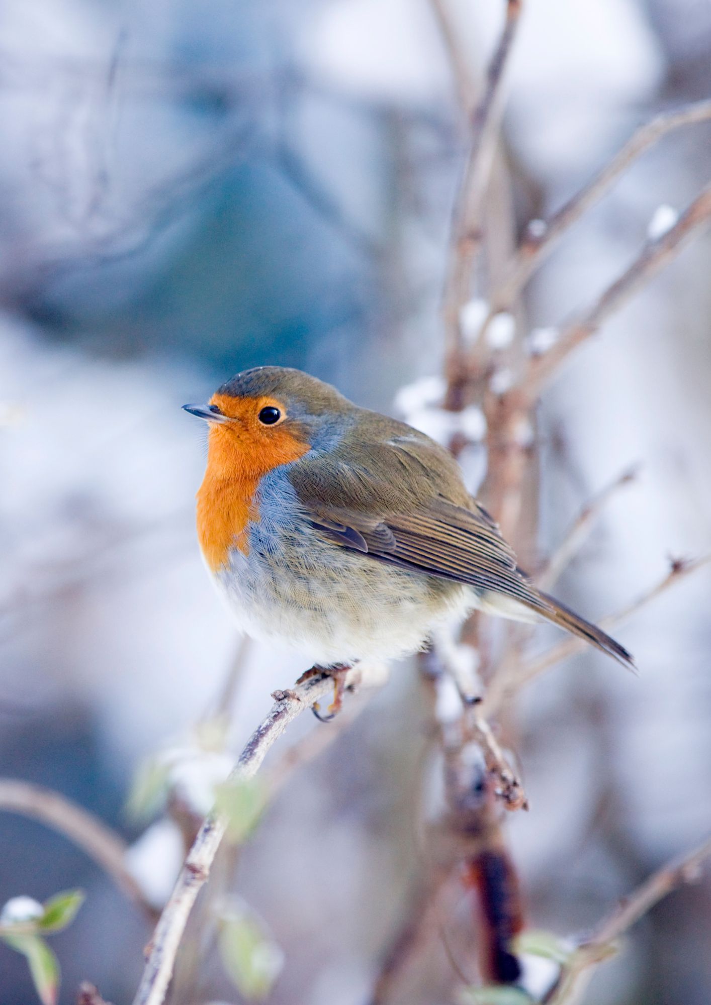 Robin