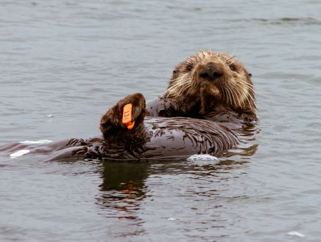 Sea otter