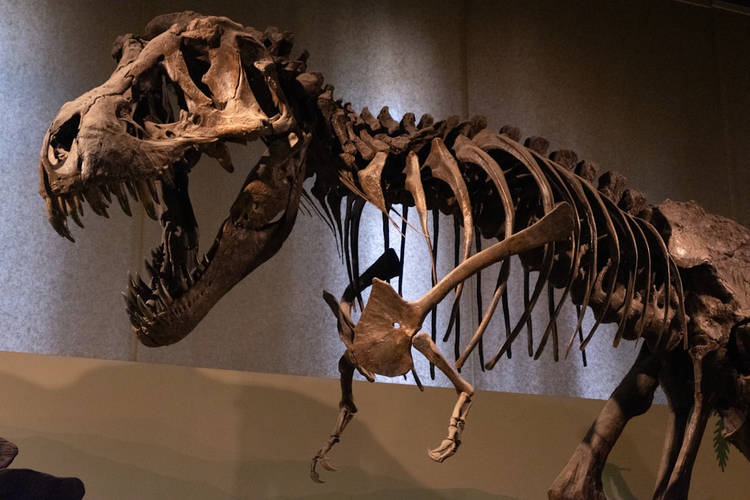 Skeleton