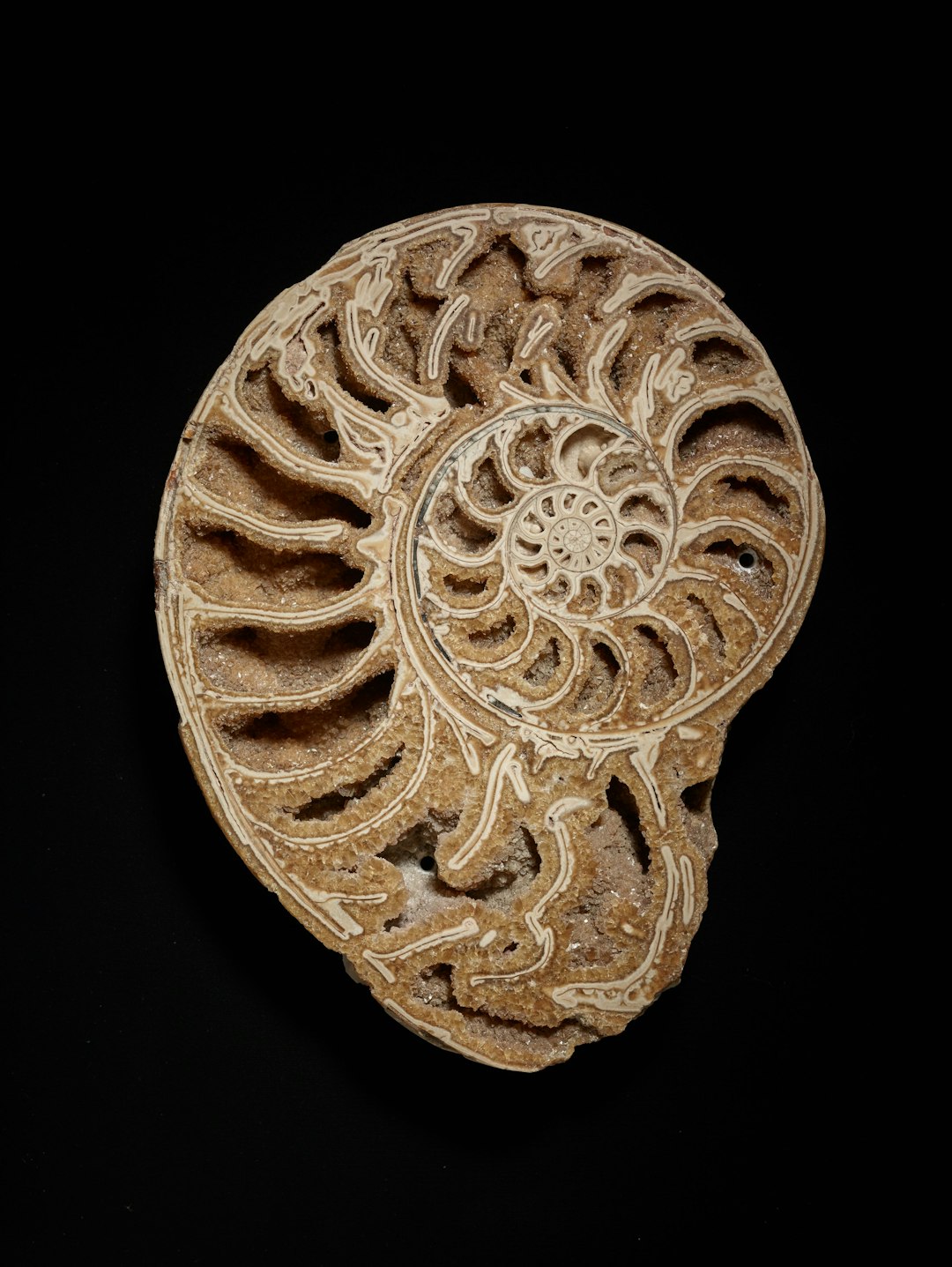Fossil