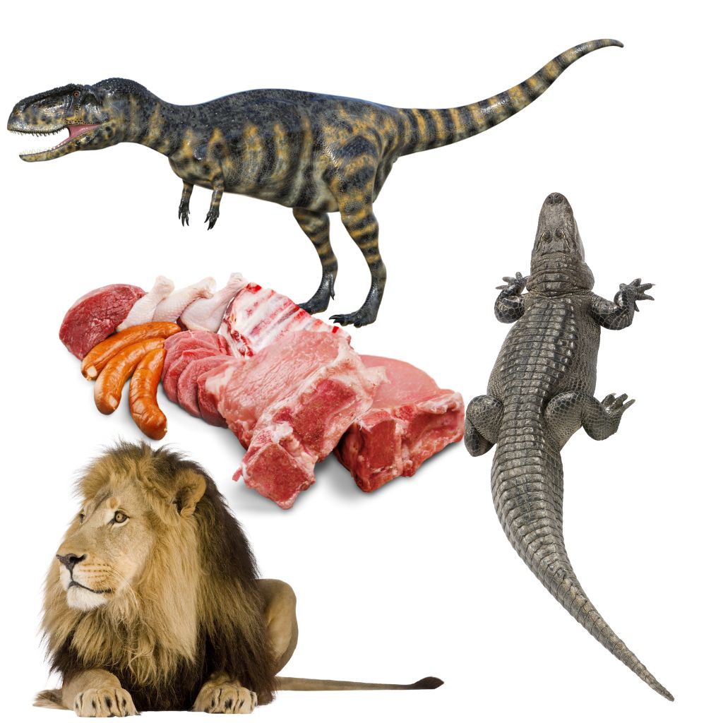 Carnivore