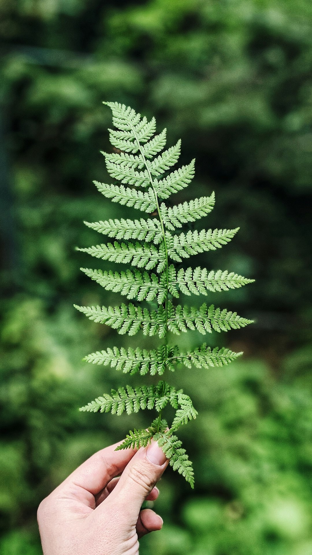 Fern