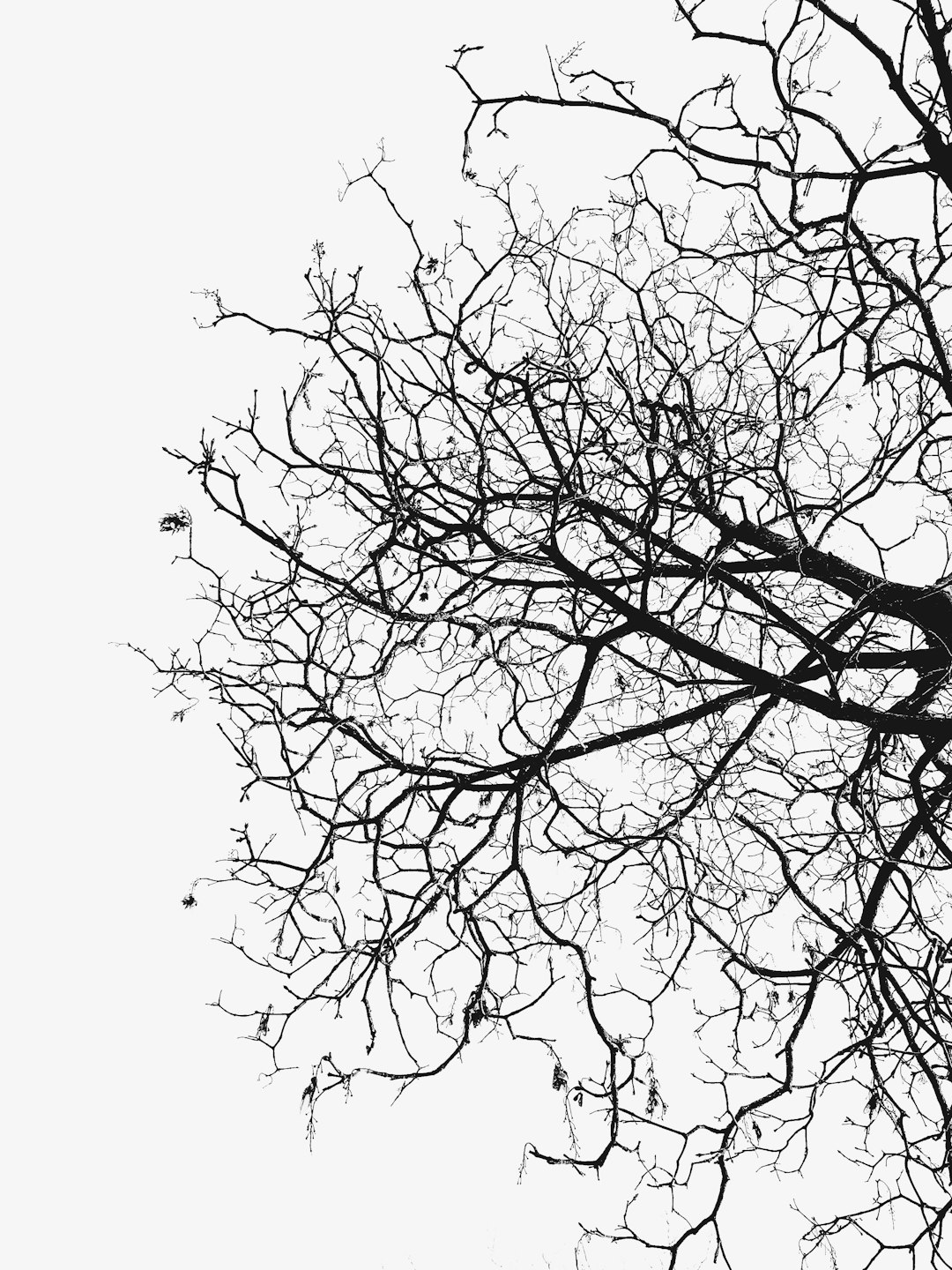 Branches