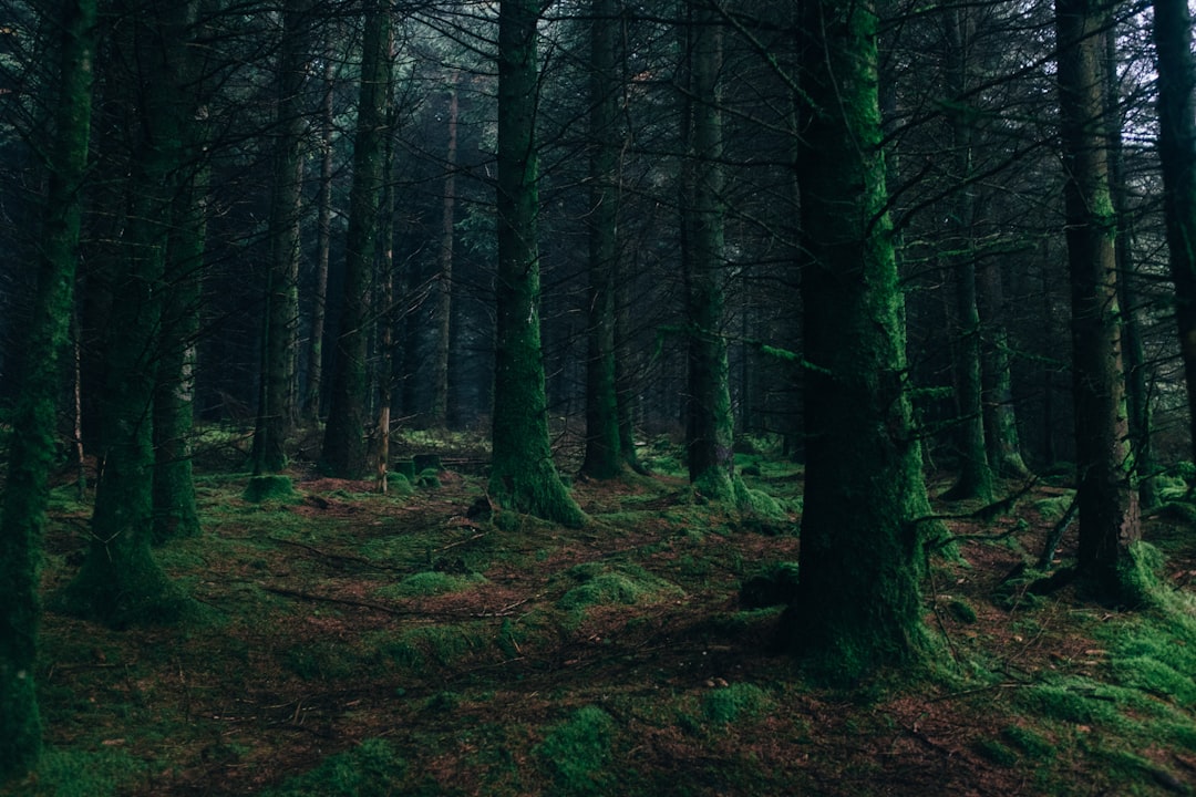 At night, is it quiet or scary here? — It is __.
