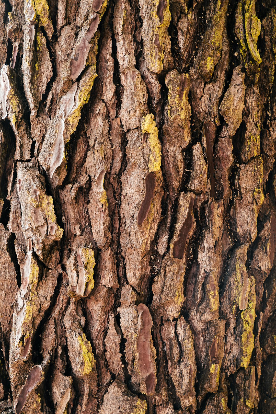 Bark