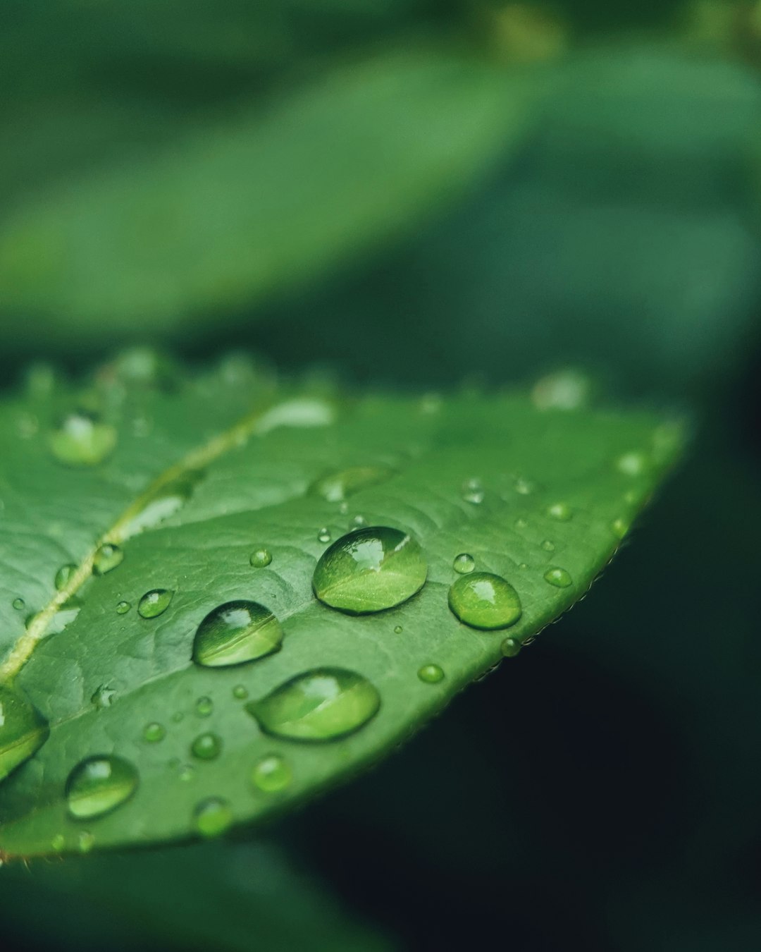 Dew 🌧️