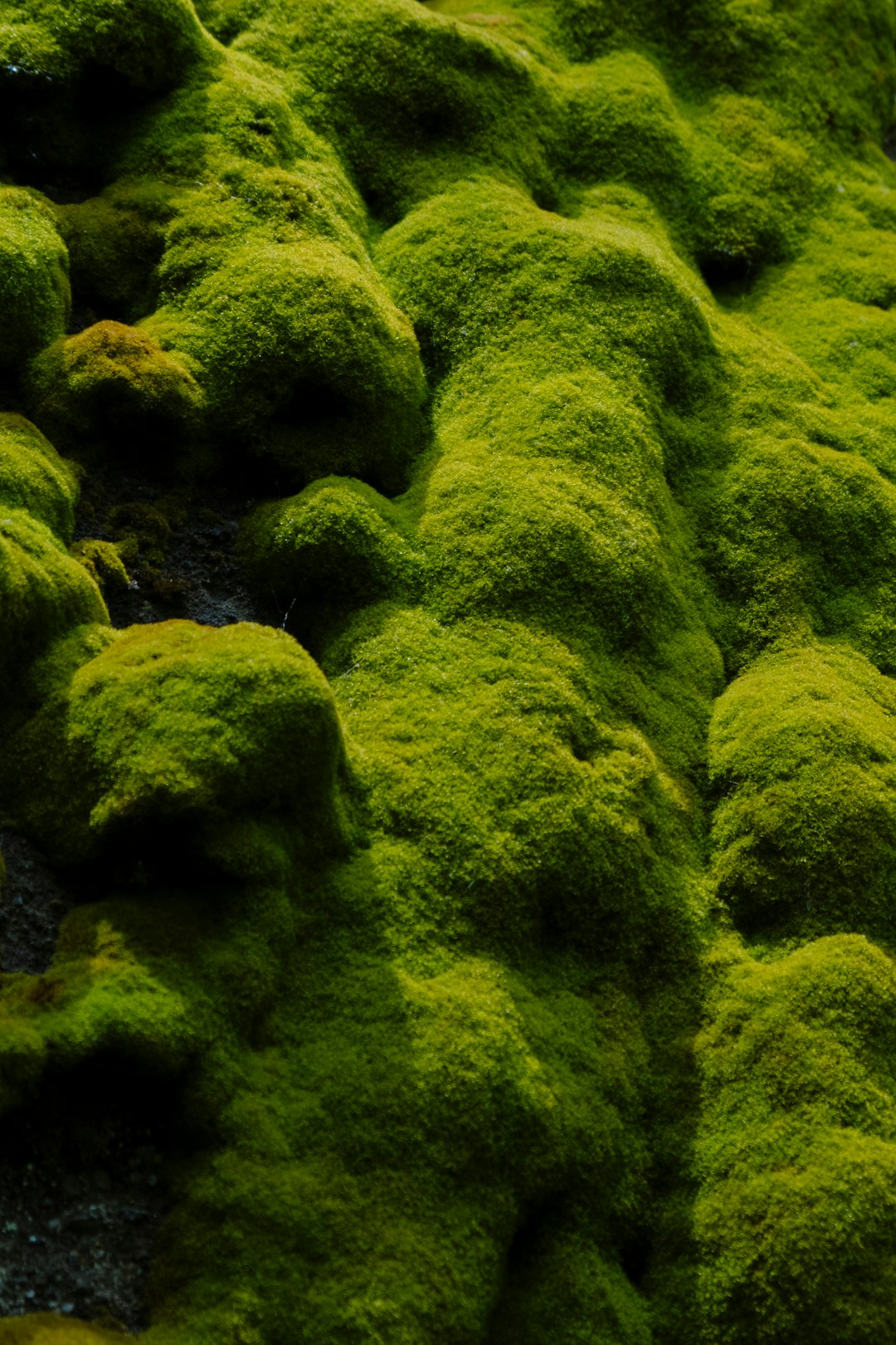 Moss 🌱