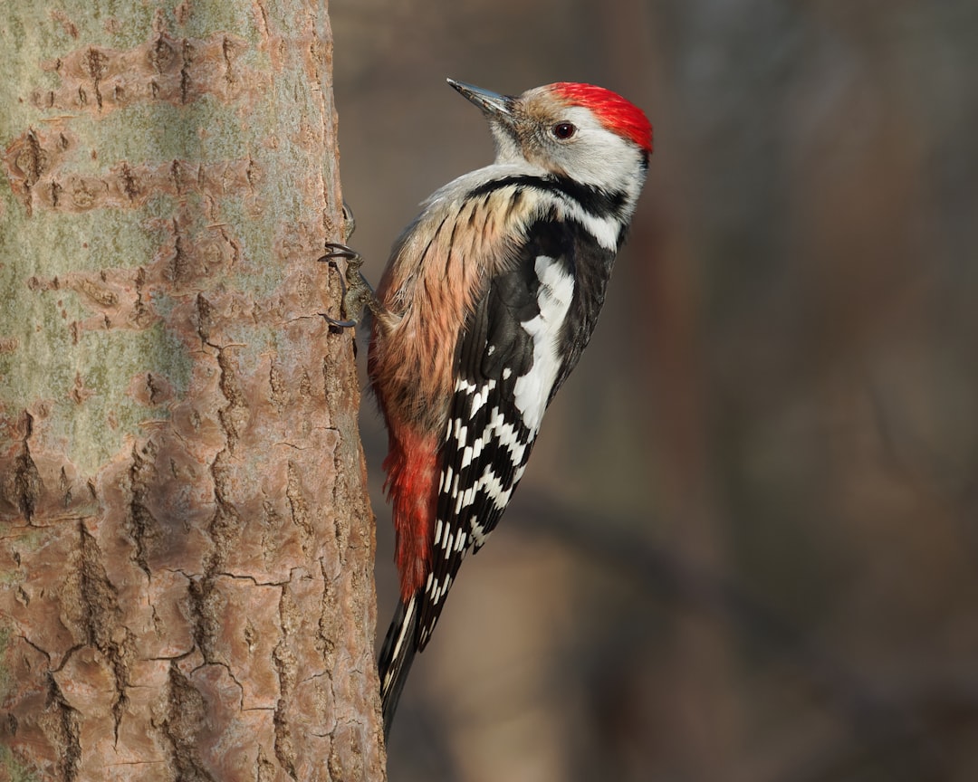 Woodpecker 🐦