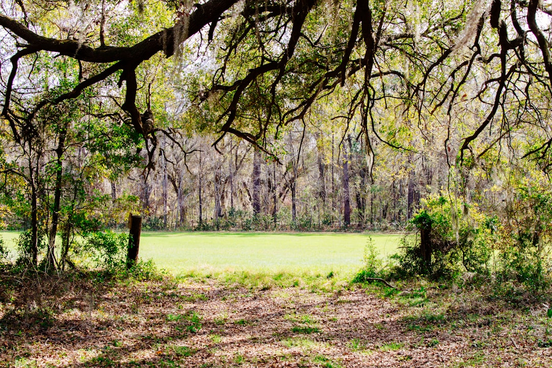 Clearing 🌿