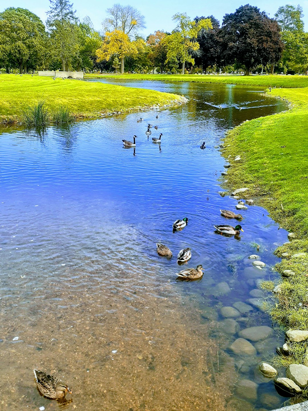 Pond 🦆