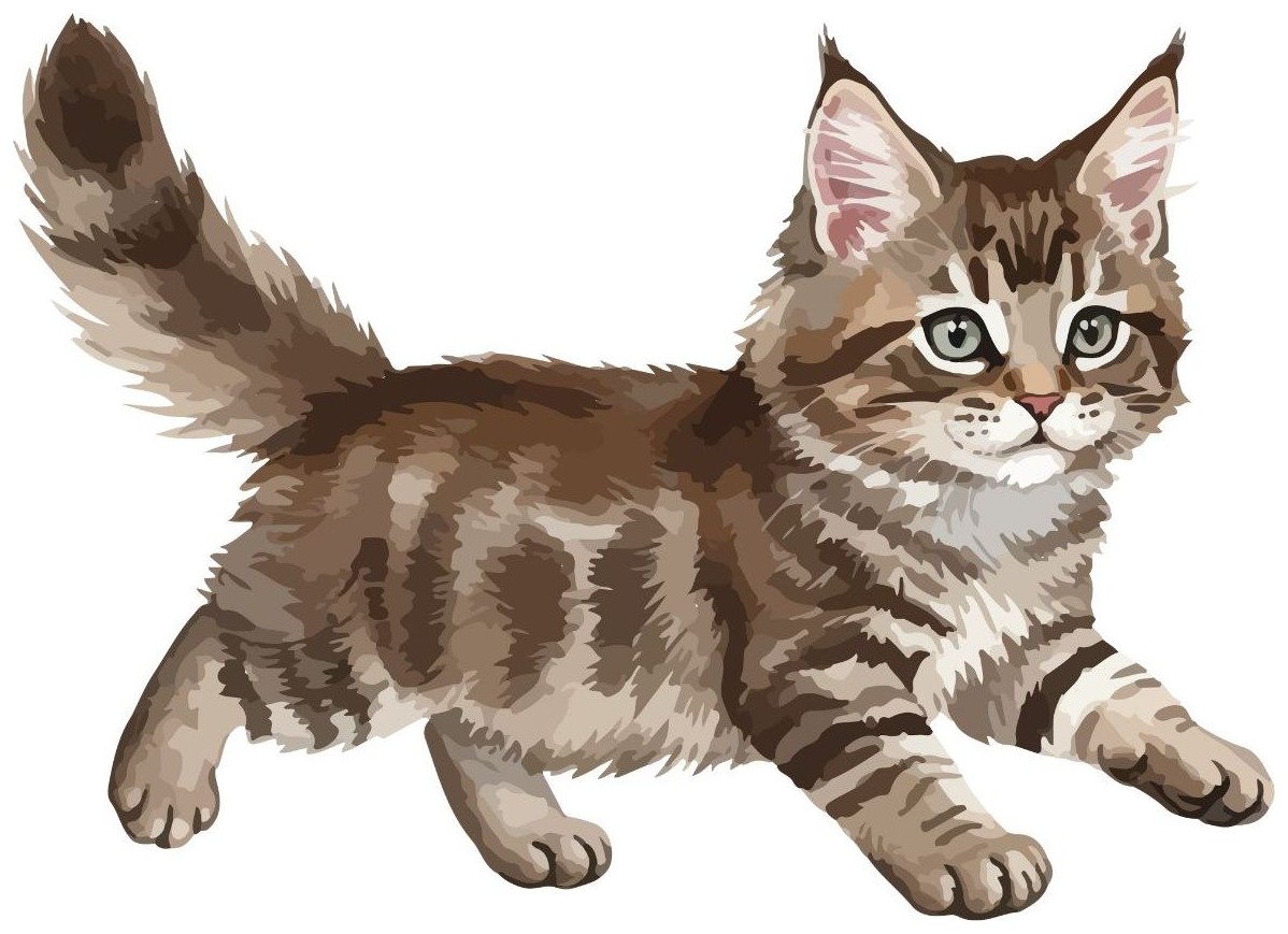 Kitten