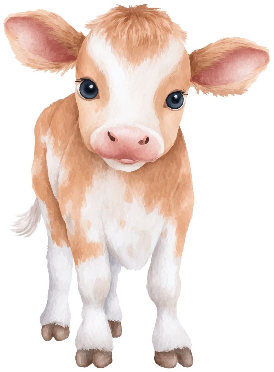 Calf