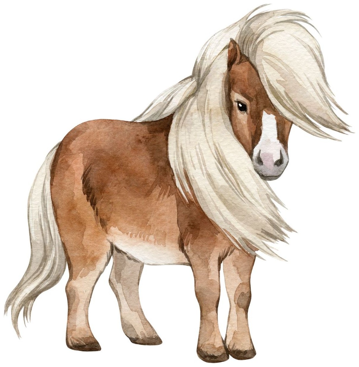 Pony