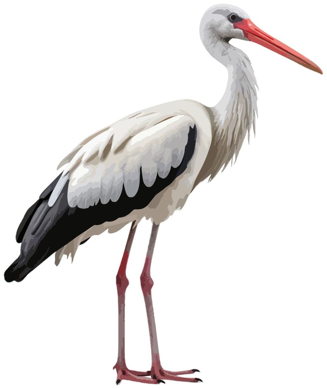 Stork