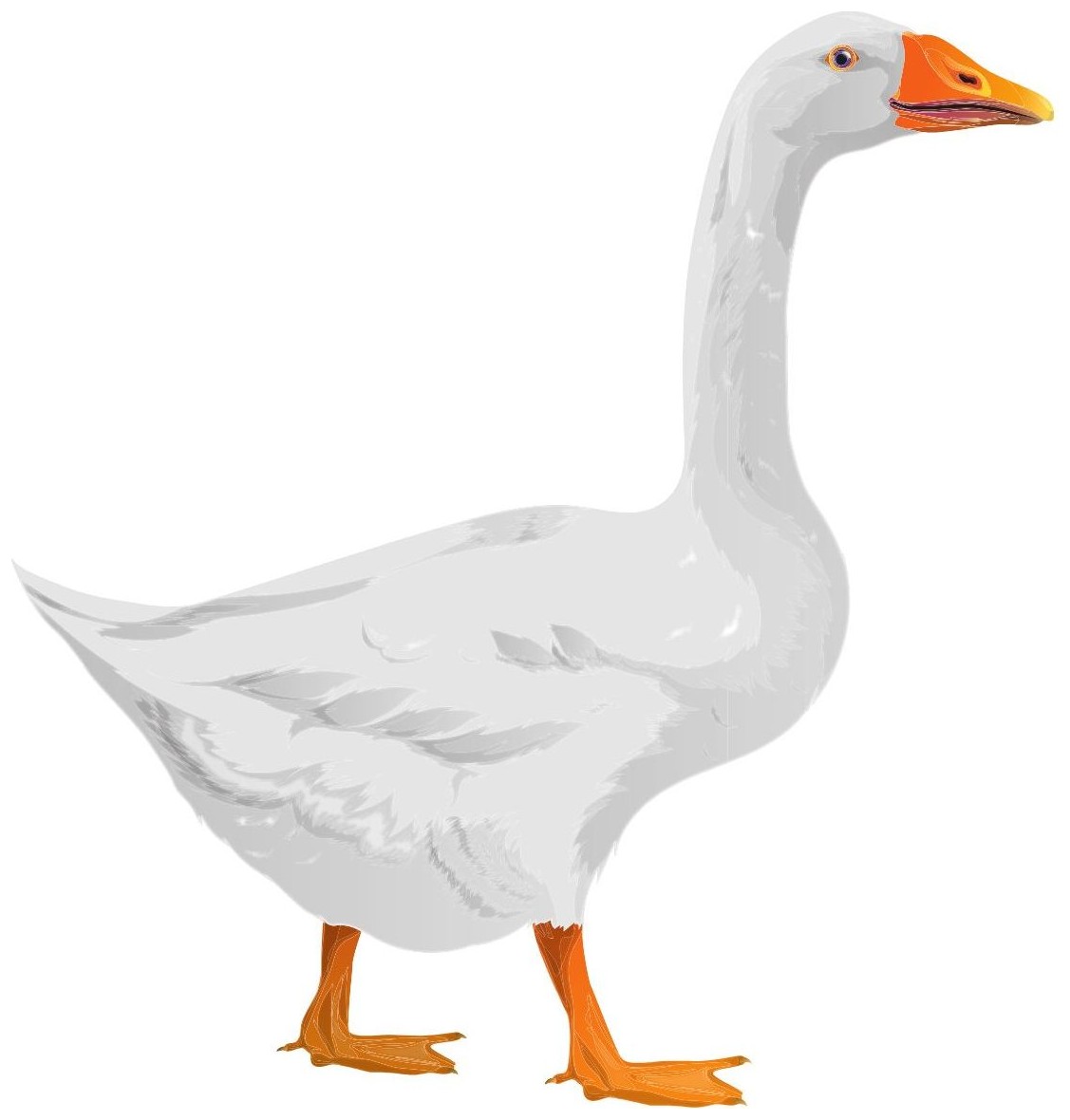 Goose