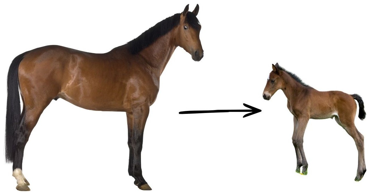 Horse → Foal