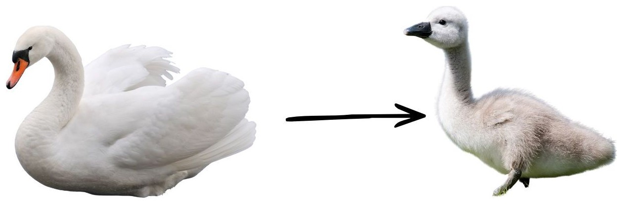 Swan → Cygnet