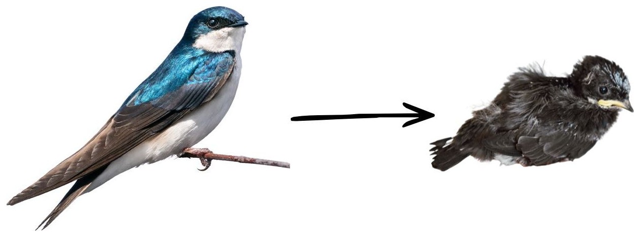 Swallow → Chick