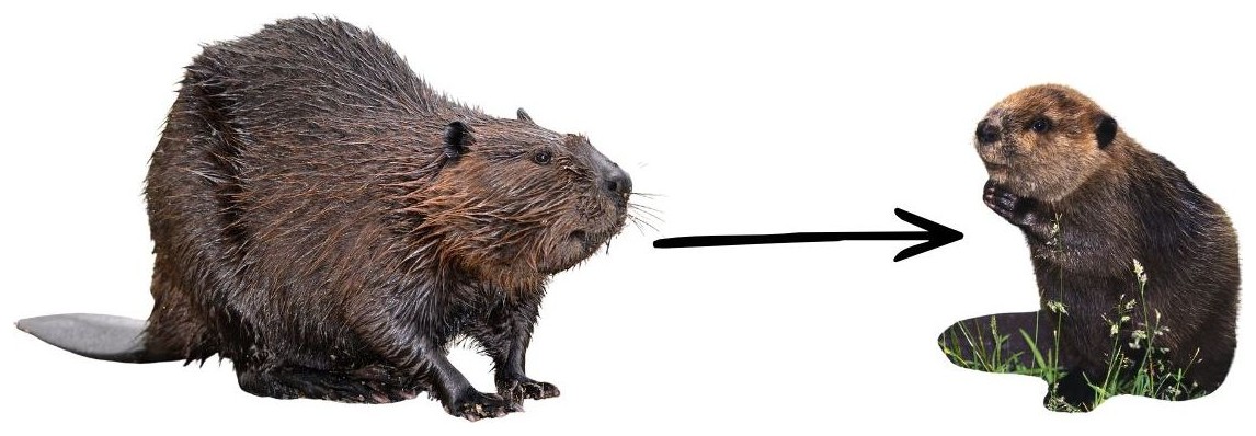 Beaver → Kit