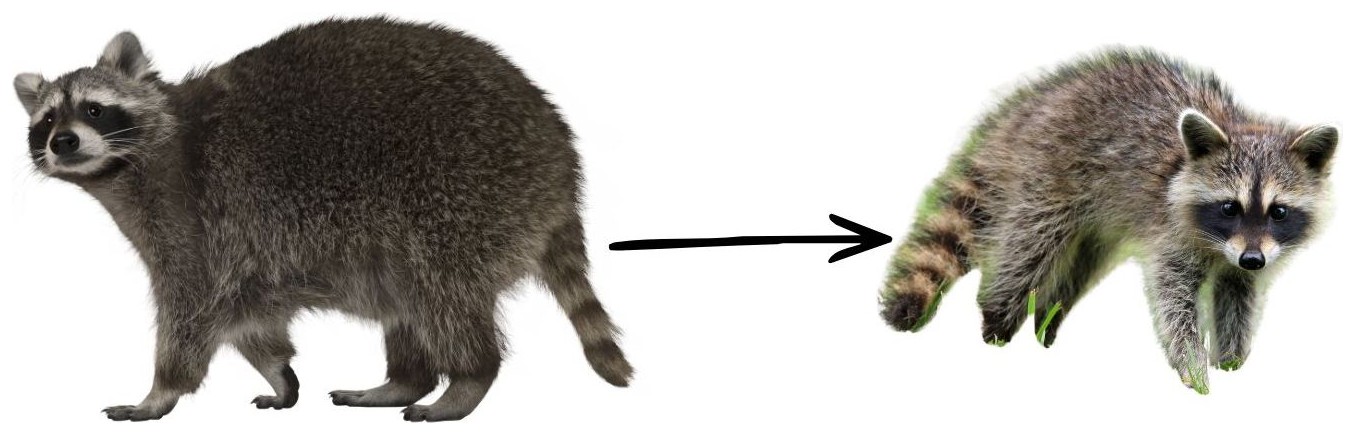 Raccoon → Kit