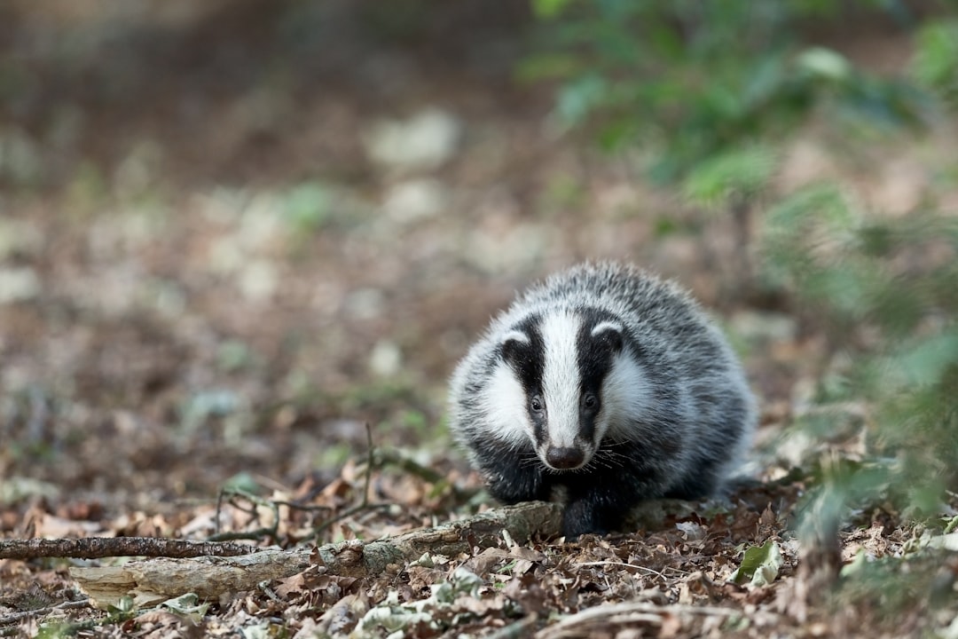 Badger